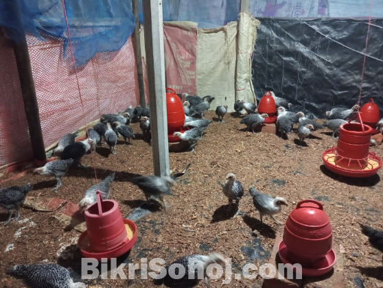 ১ মাস বয়সী ফাউমি মুরগির বাচ্চা বিক্রি করা হবে